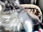 Luna - Persian Cat For Sale - Miami&comma; FL&comma; US