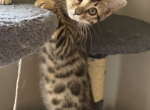 Ashley - Bengal Kitten For Sale - 