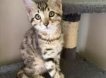 Mary Kate - Bengal Kitten For Sale - Raeford&comma; NC&comma; US