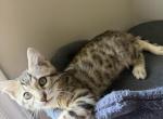 Mary Kate - Bengal Kitten For Sale - 