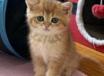 Simba - British Shorthair Kitten For Sale - Brooklyn&comma; NY&comma; US
