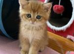 Simba - British Shorthair Kitten For Sale - New York&comma; NY&comma; US