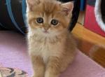 Golden British - British Shorthair Kitten For Sale - New York&comma; NY&comma; US