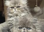 Hugo Harper and Hanna - Persian Kitten For Sale - Houston&comma; TX&comma; US