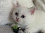 White Scottish straight kitten - Scottish Straight Kitten For Sale - Minneapolis&comma; MN&comma; US