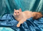Extra sweet - Munchkin Kitten For Sale - Milford&comma; OH&comma; US