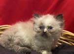 Short baby - Minuet Kitten For Sale - Milford&comma; OH&comma; US