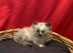 Baby girl short legs - Munchkin Kitten For Sale - Milford&comma; OH&comma; US