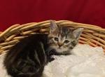 Baccon boy - Minuet Kitten For Sale - Milford&comma; OH&comma; US