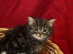 Baby boy - Persian Kitten For Sale - Milford&comma; OH&comma; US