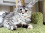 Silver Maine Coon Girl Available - Maine Coon Kitten For Sale - NY&comma; US