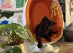 Caspian - Persian Kitten For Sale - Orlando&comma; FL&comma; US
