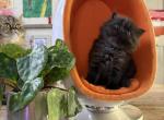 Theodore - Persian Kitten For Sale - Orlando&comma; FL&comma; US