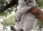 Qtip Reserved - Persian Kitten For Sale - Orlando&comma; FL&comma; US