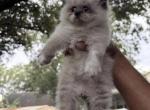 Panda - Persian Kitten For Sale - Orlando&comma; FL&comma; US