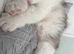 Chicken - Domestic Cat For Adoption - Chicago&comma; IL&comma; US