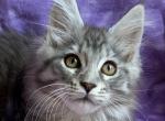 Sienna - Maine Coon Kitten For Sale - Waterloo&comma; IN&comma; US