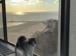 Geeky - Domestic Cat For Adoption - 