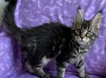 Jetta - Maine Coon Kitten For Sale - Waterloo&comma; IN&comma; US
