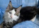 Jasper Poly Blue eyes - Maine Coon Kitten For Sale - Waterloo&comma; IN&comma; US