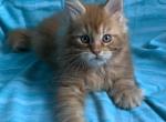 Trace Reserved - Maine Coon Kitten For Sale - Waterloo&comma; IN&comma; US