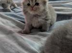 Scottish Fold - Scottish Fold Kitten For Sale - Dallas&comma; TX&comma; US