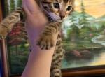 Bengal Kittens - Bengal Kitten For Sale - Spartanburg&comma; SC&comma; US