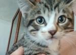Zelda Marshmallow Kit and Cutie - Domestic Kitten For Adoption - San Bernardino&comma; CA&comma; US