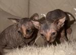 Kittens - Sphynx Kitten For Sale - Yucca Valley&comma; CA&comma; US