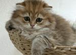 Golden Scottish Fold male - Scottish Fold Kitten For Sale - 