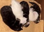 MaineCoonKittens - Maine Coon Kitten For Sale - Montrose&comma; PA&comma; US