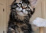 Unique - Maine Coon Kitten For Sale - Charlotte&comma; NC&comma; US