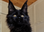 Universe - Maine Coon Kitten For Sale - Charlotte&comma; NC&comma; US