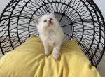 Ryland the Cinnamon Ragdoll - Ragdoll Kitten For Sale - Corona&comma; CA&comma; US