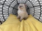 Bluepoint Mink Ragdoll Male - Ragdoll Kitten For Sale - Corona&comma; CA&comma; US
