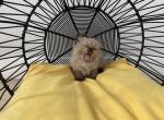 Mink Sealpoint Females - Ragdoll Kitten For Sale - Corona&comma; CA&comma; US