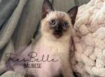 Chai RESERVED - Siamese Kitten For Sale - CA&comma; US