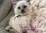Pepper RESERVED - Balinese Kitten For Sale - CA&comma; US