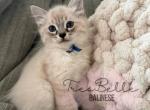 Cumin - Balinese Kitten For Sale - CA&comma; US