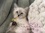 Nutmeg - Balinese Kitten For Sale - CA&comma; US