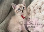 Saffron - Siamese Kitten For Sale - CA&comma; US