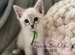 Basil - Siamese Kitten For Sale - CA&comma; US
