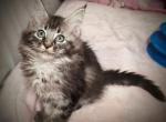 Kai Polydactyl - Maine Coon Kitten For Sale - Renton&comma; WA&comma; US