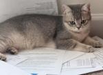 Celina - British Shorthair Kitten For Sale - Matthews&comma; NC&comma; US