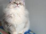 Cleo fluffy longhair male - British Shorthair Kitten For Sale - Matthews&comma; NC&comma; US