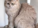Lavanda blue golden - British Shorthair Kitten For Adoption - Matthews&comma; NC&comma; US