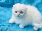 Scottish fold in OREGON - Scottish Fold Kitten For Sale - Matthews&comma; NC&comma; US