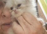 No name 23 - Ragdoll Kitten For Sale - 