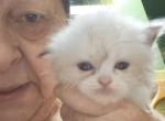 No name 24 - Ragdoll Kitten For Sale - 
