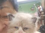 No name 25 - Ragdoll Kitten For Sale - Niles&comma; OH&comma; US